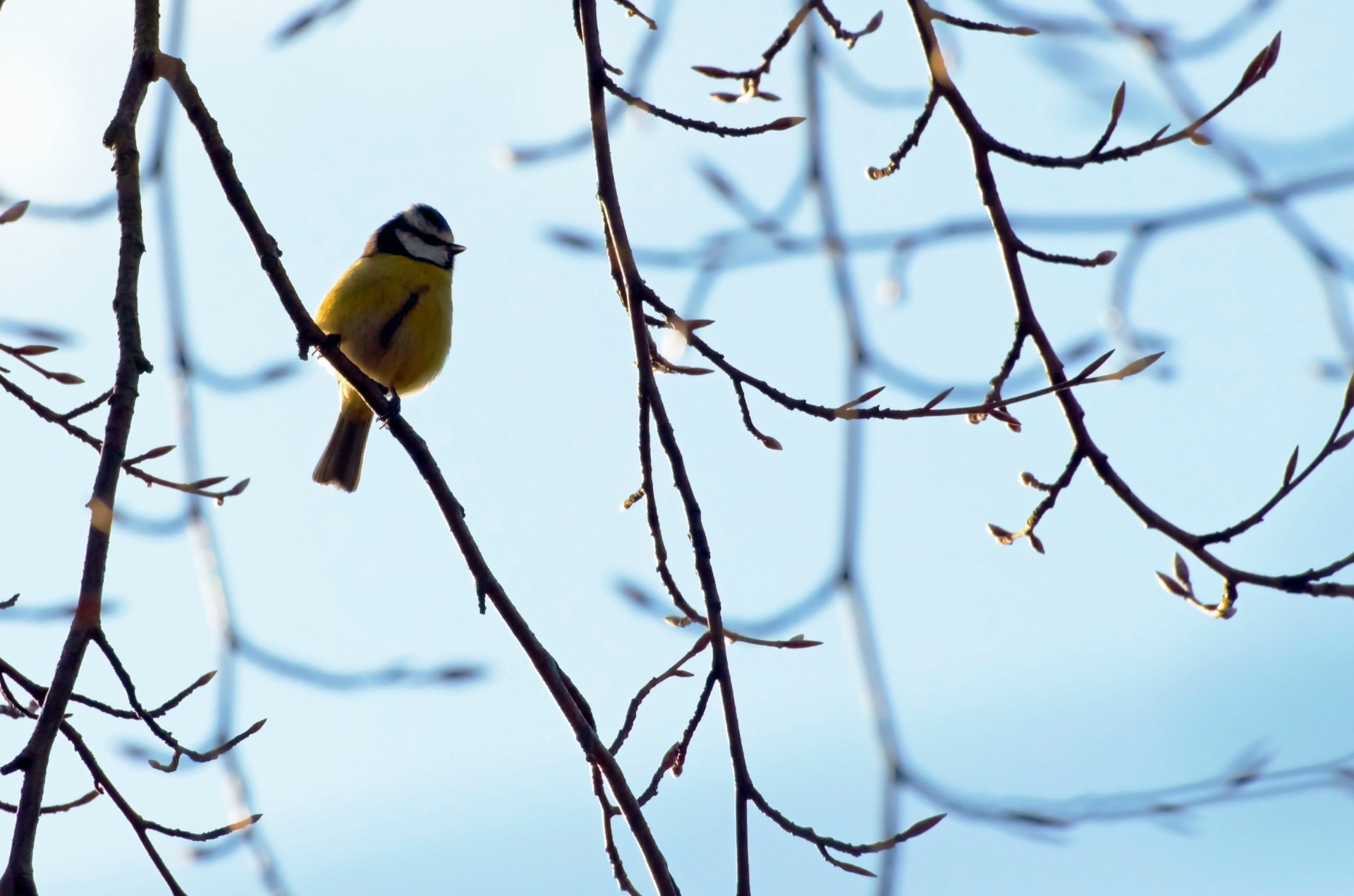 bird tit sit free photo