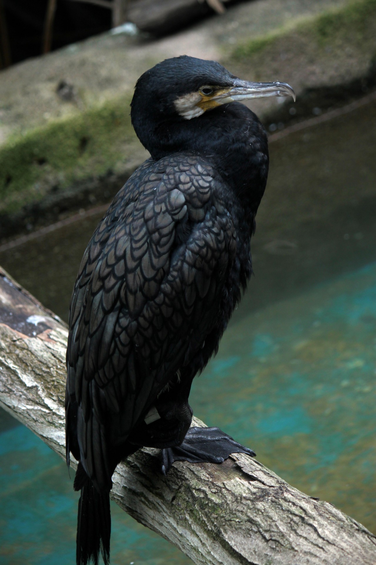 black fish eagle free photo