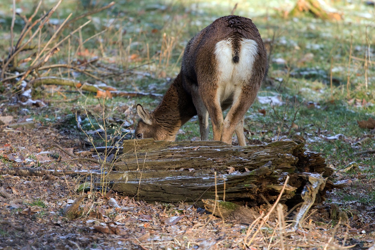 a bock wild animals free photo