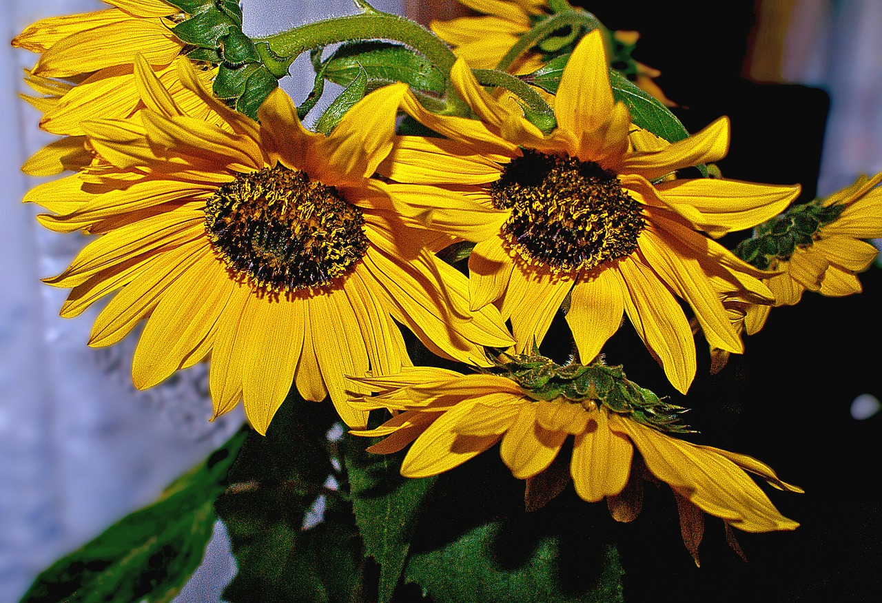 a bouquet of sunflowers bunch of flowers nature free photo