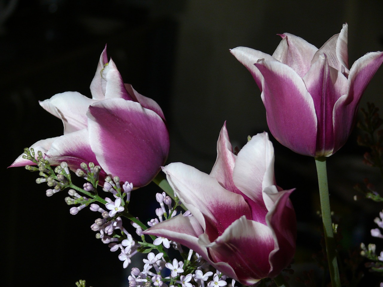 a bouquet of tulips  tulips  spring free photo