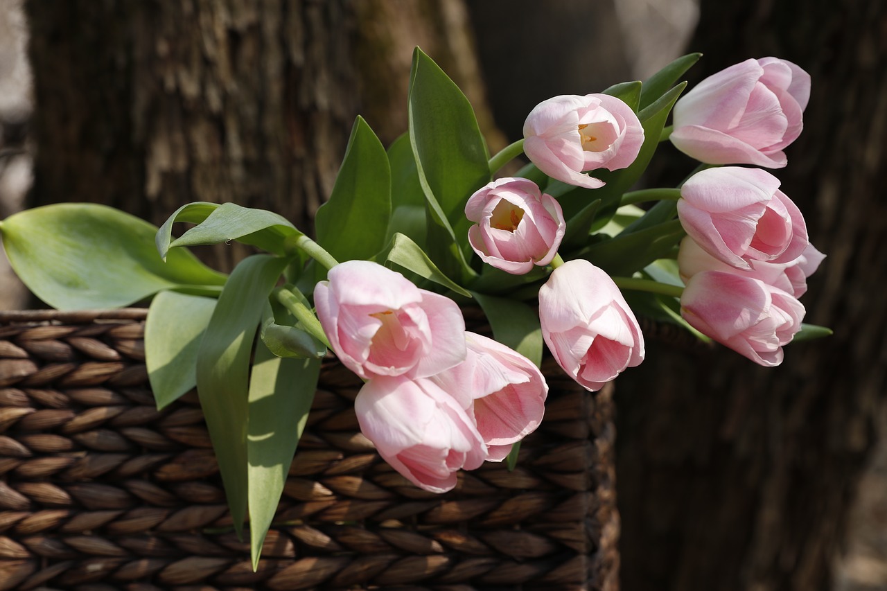 a bouquet of tulips  spring  flowers free photo
