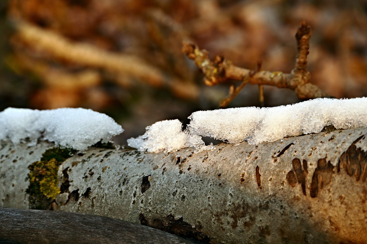 a branch poplar nature free photo