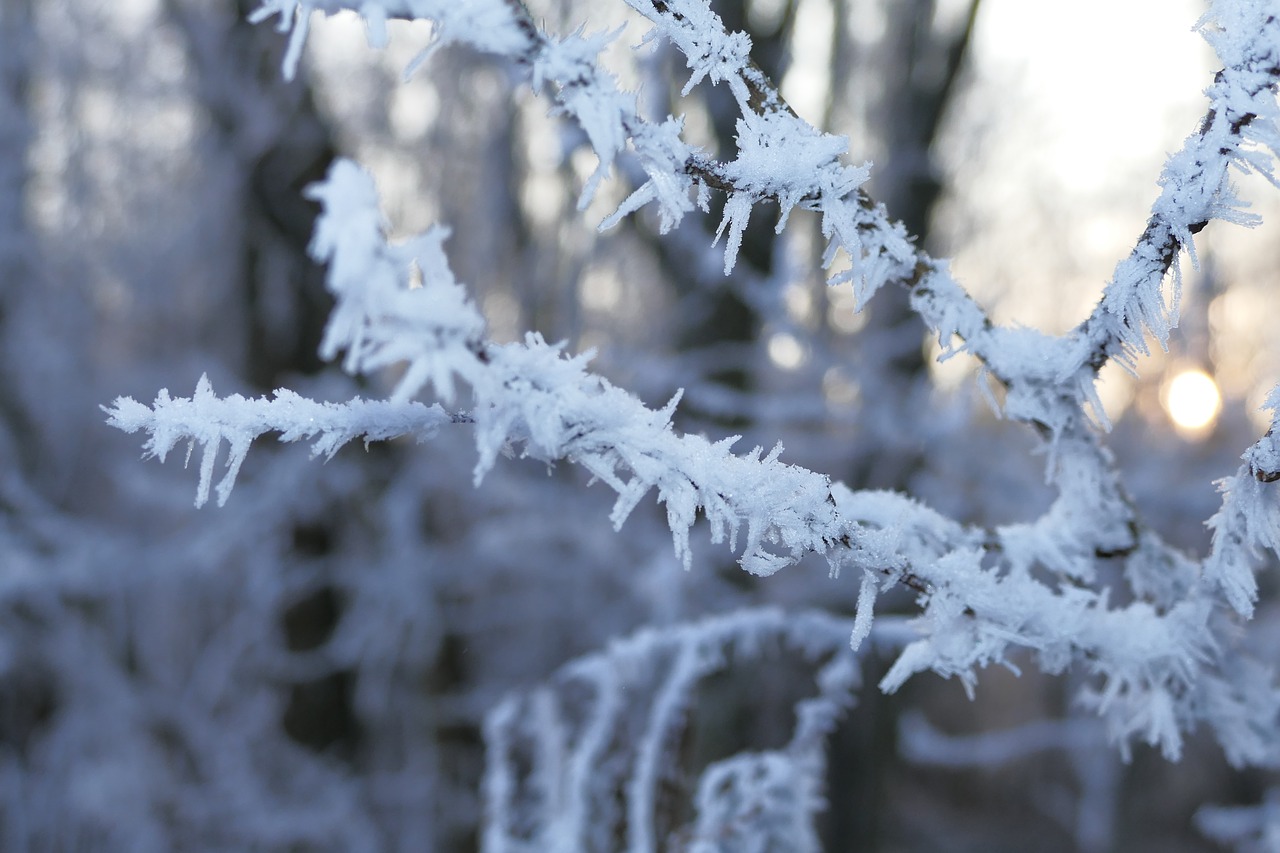 a branch  winter  frost free photo