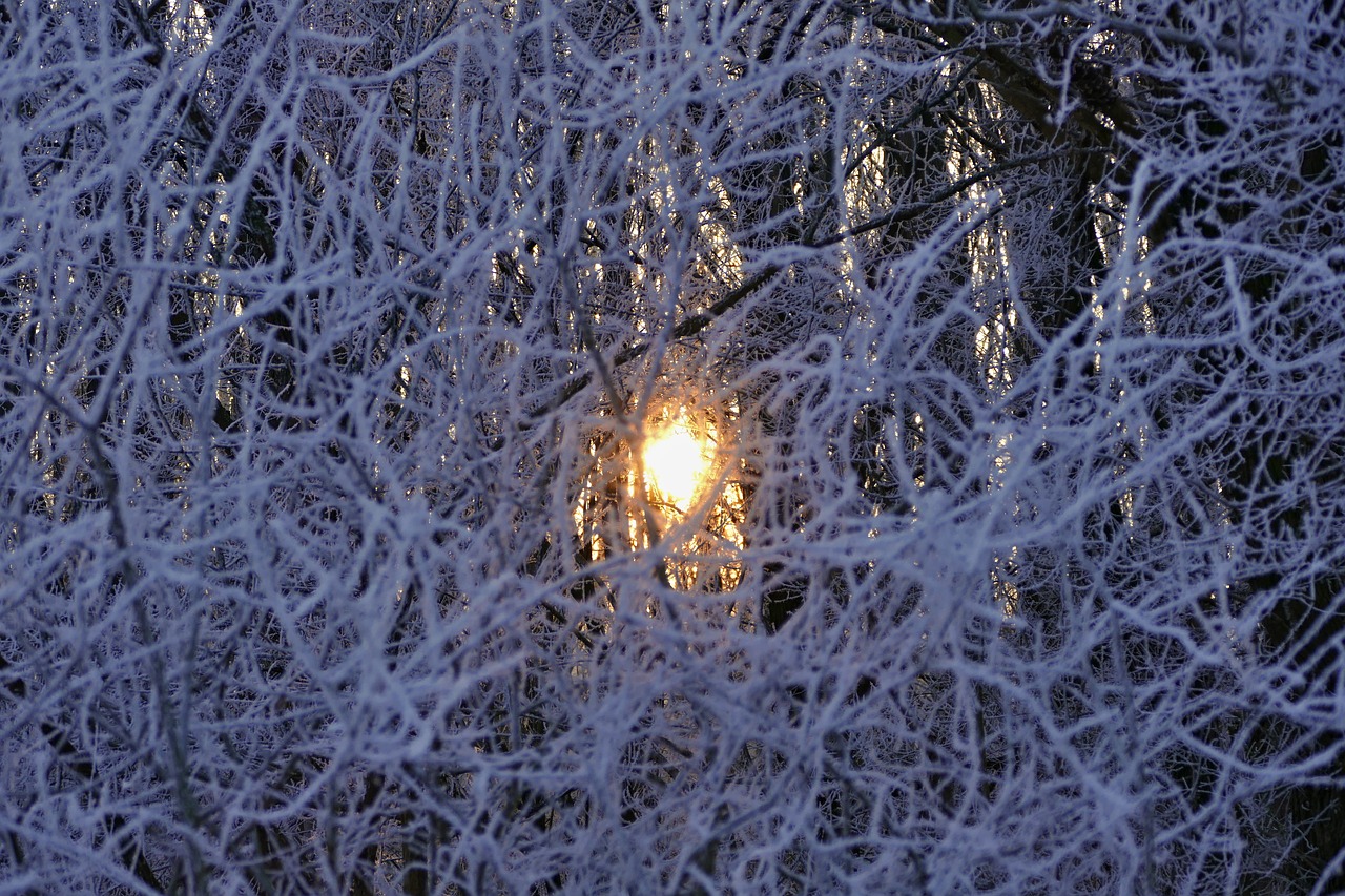 a branch  winter  frost free photo