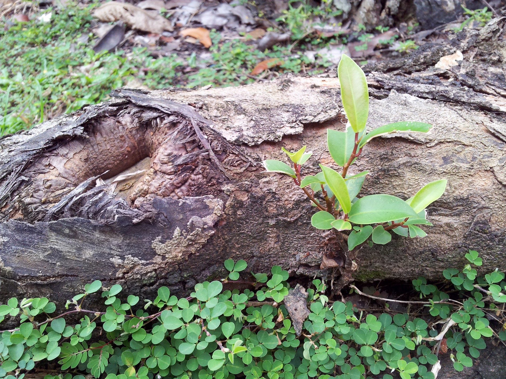 bud old tree free photo