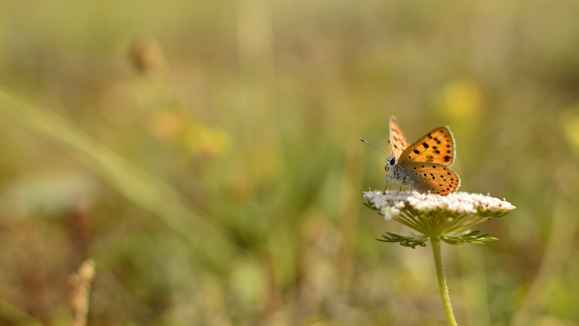 butterfly flower bolboreta free photo