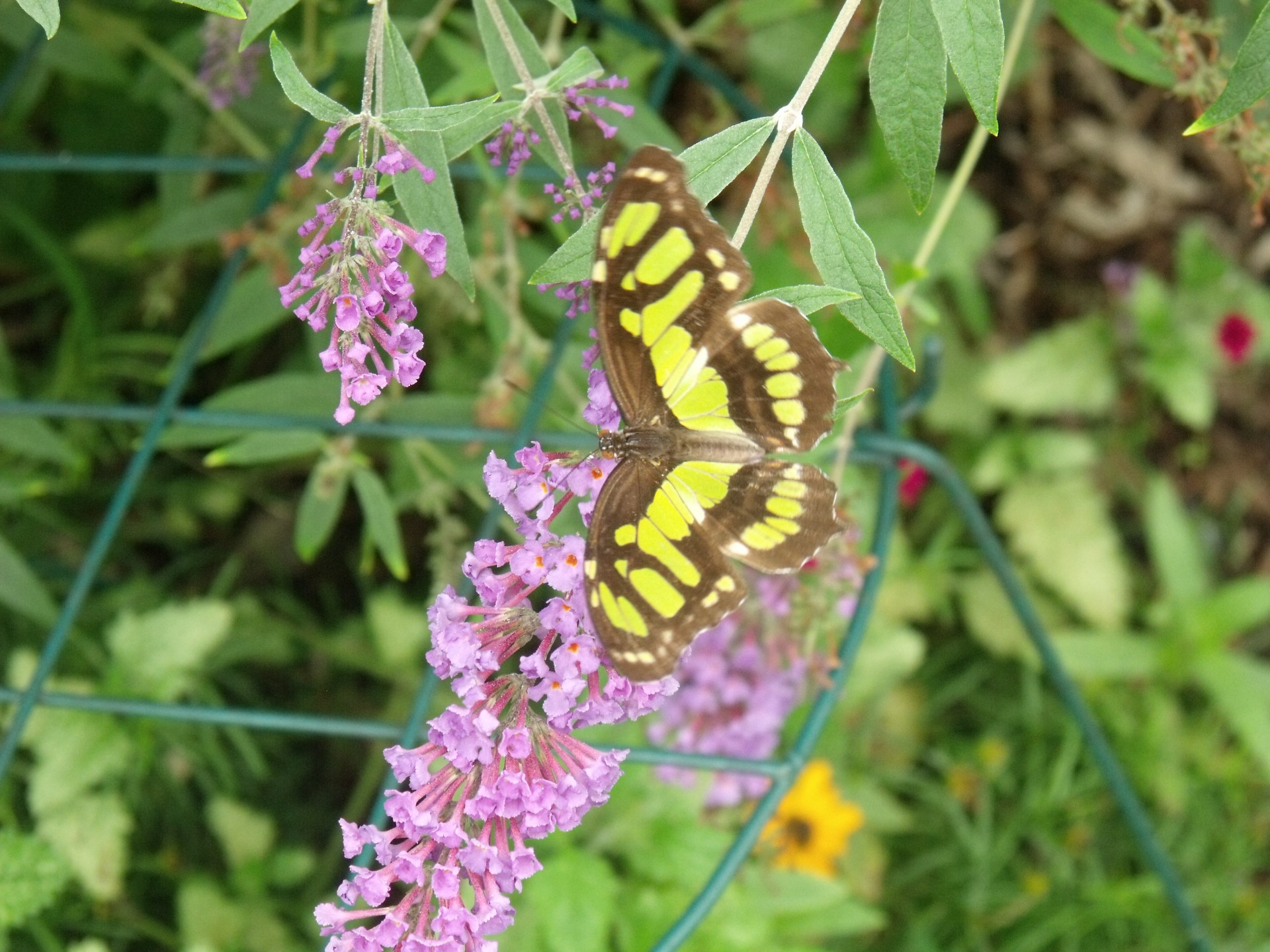 a butterfly flower free photo