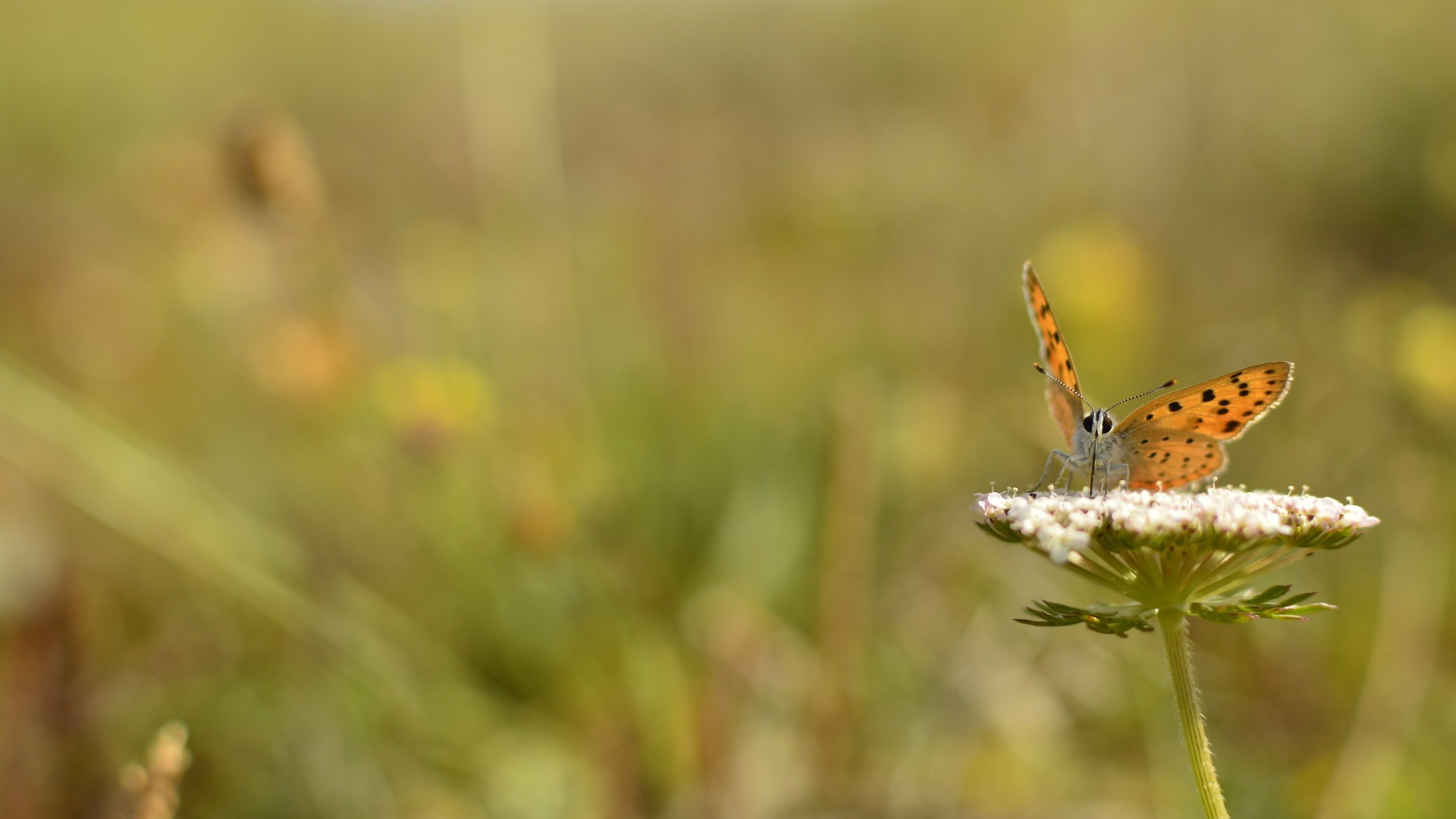 butterfly bolboreta a butterfly free photo