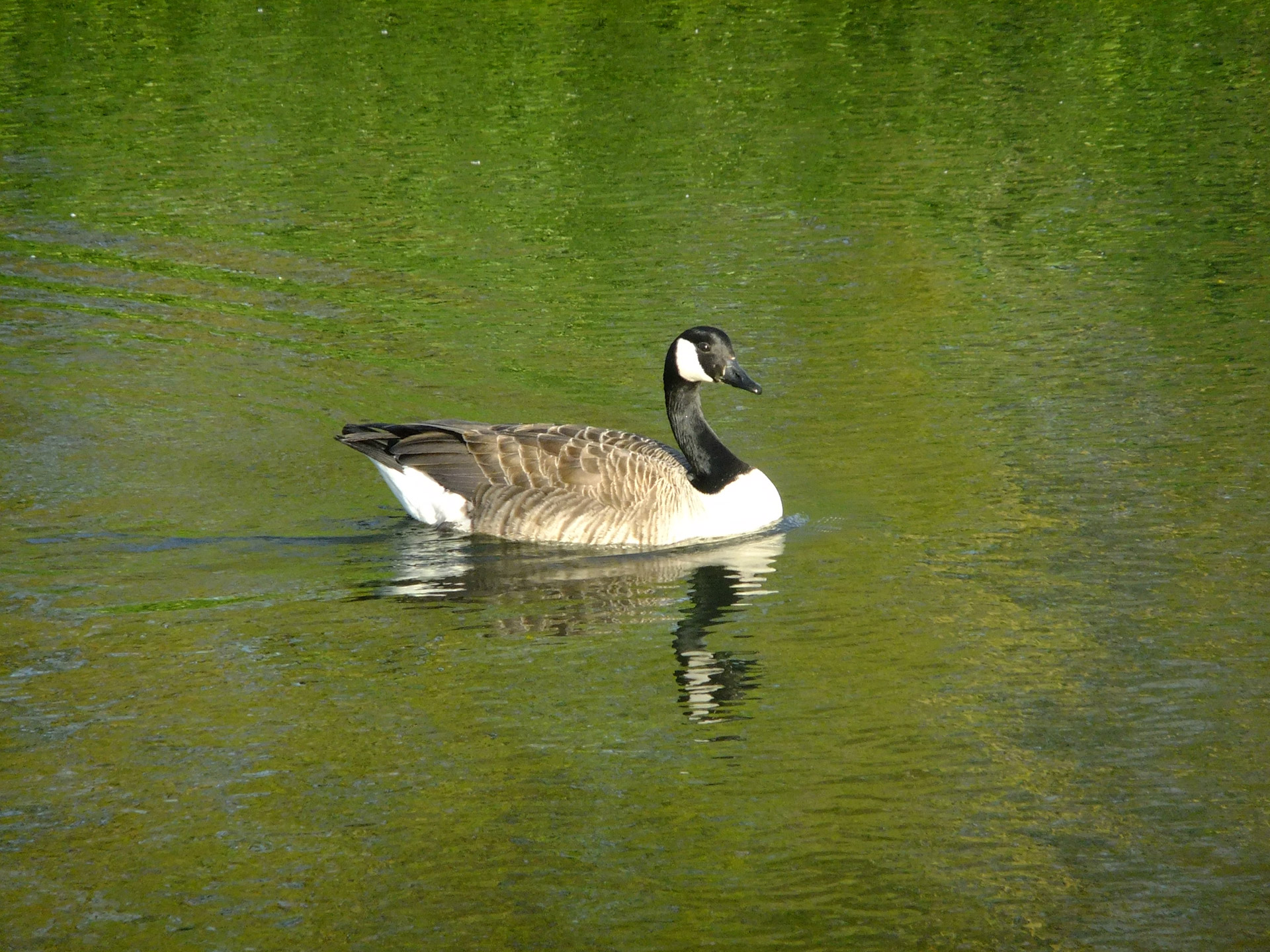 goose geese canada free photo