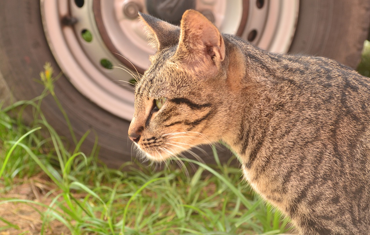 a cat staring cat a cat besides a car free photo