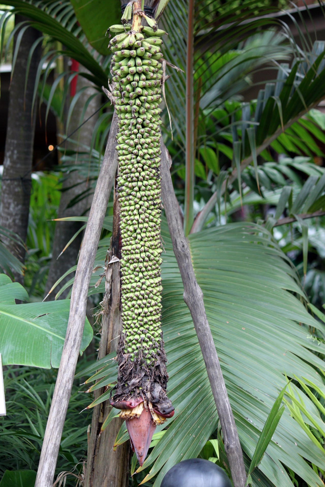 chunk baby banana flower tropical plant free photo