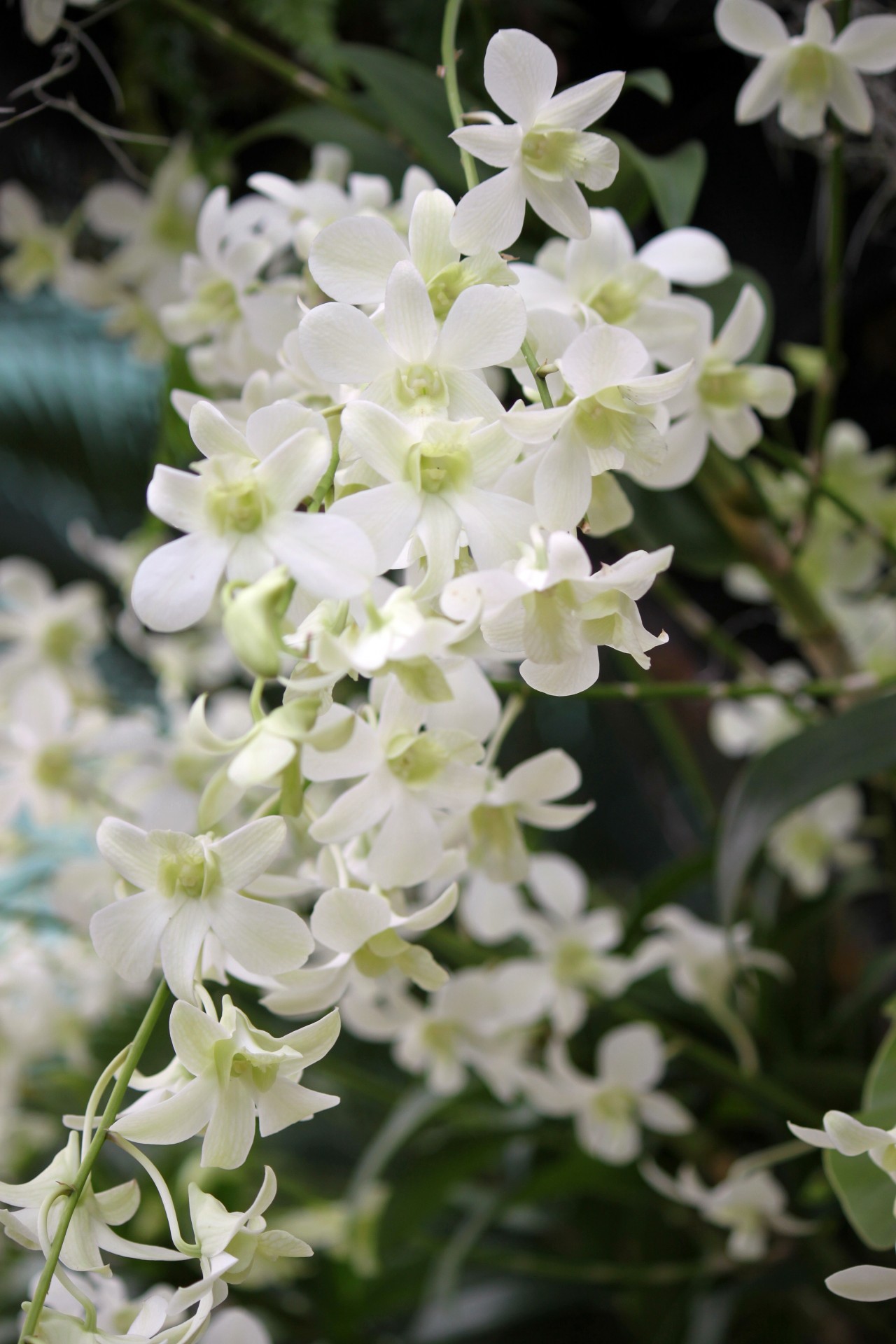 chunk white orchid free photo