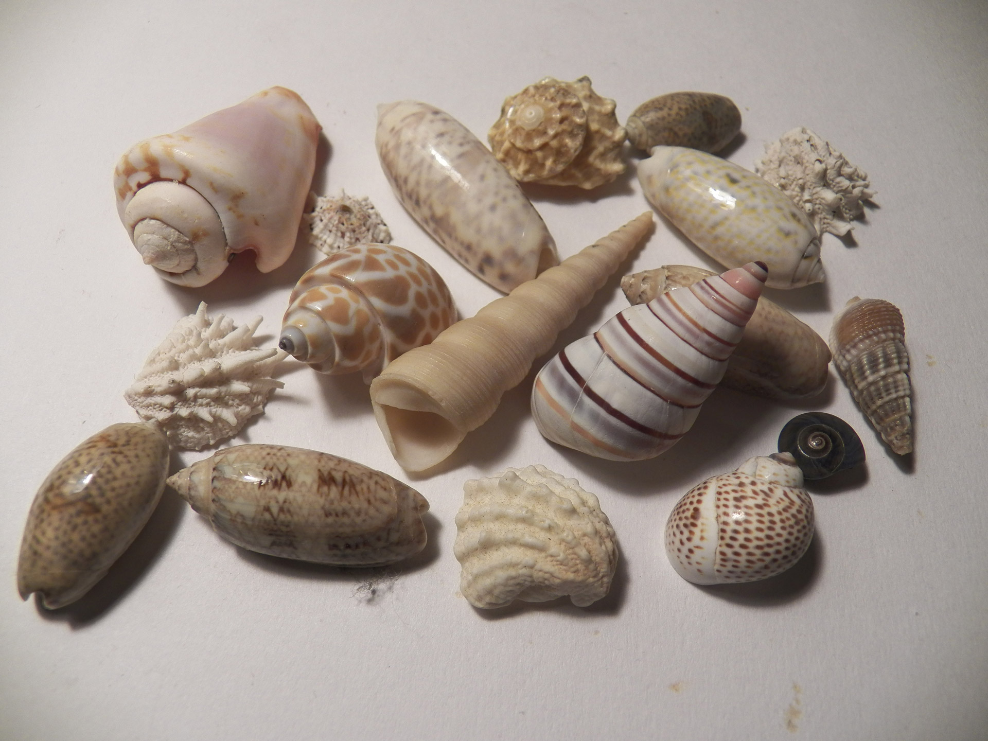 sea shells sea ocean free photo