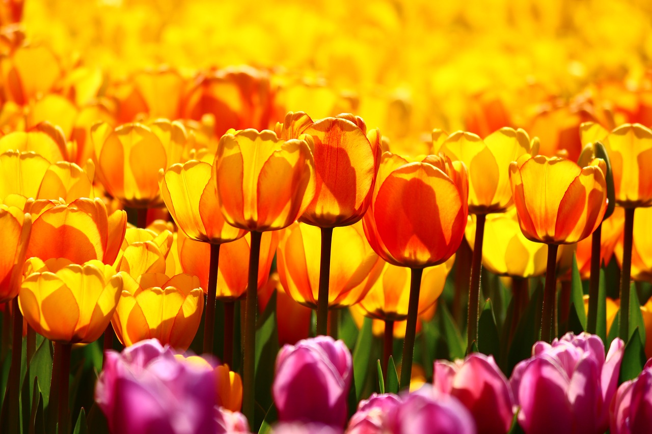 a collection of yellow tulips yellow tulips tulip konya free photo