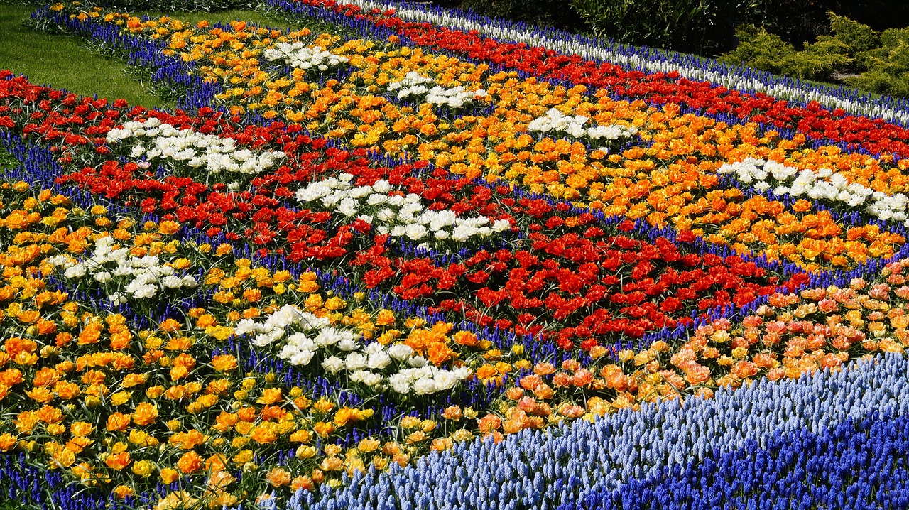 a colorful flower bed in keukenhof holland free photo