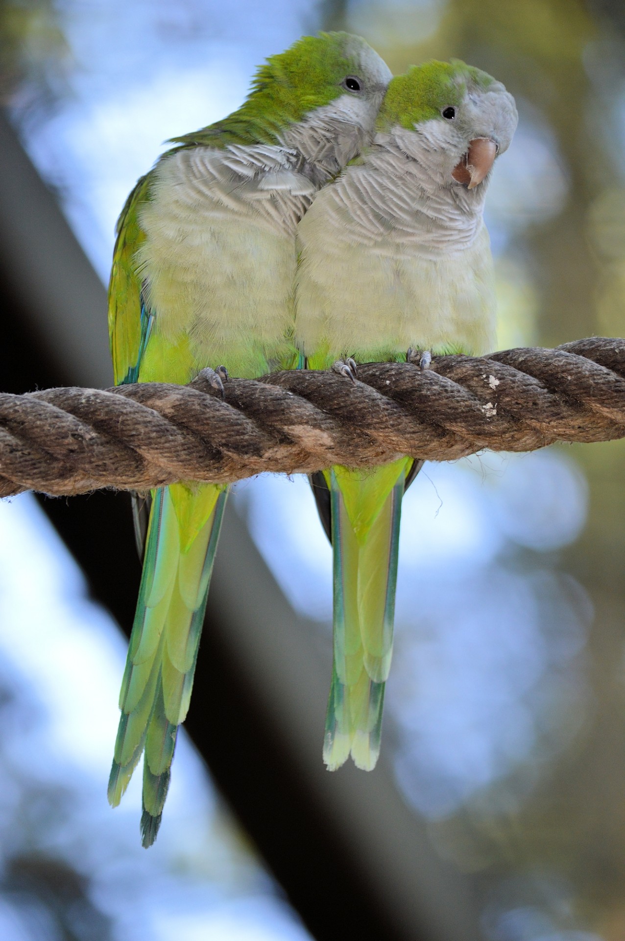 parrot lovebird bird free photo