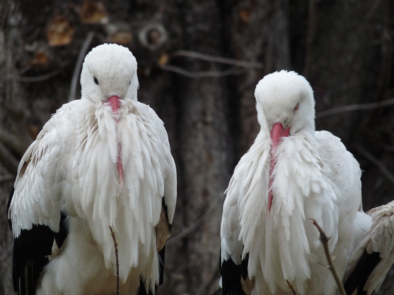 a couple of stork white free photo