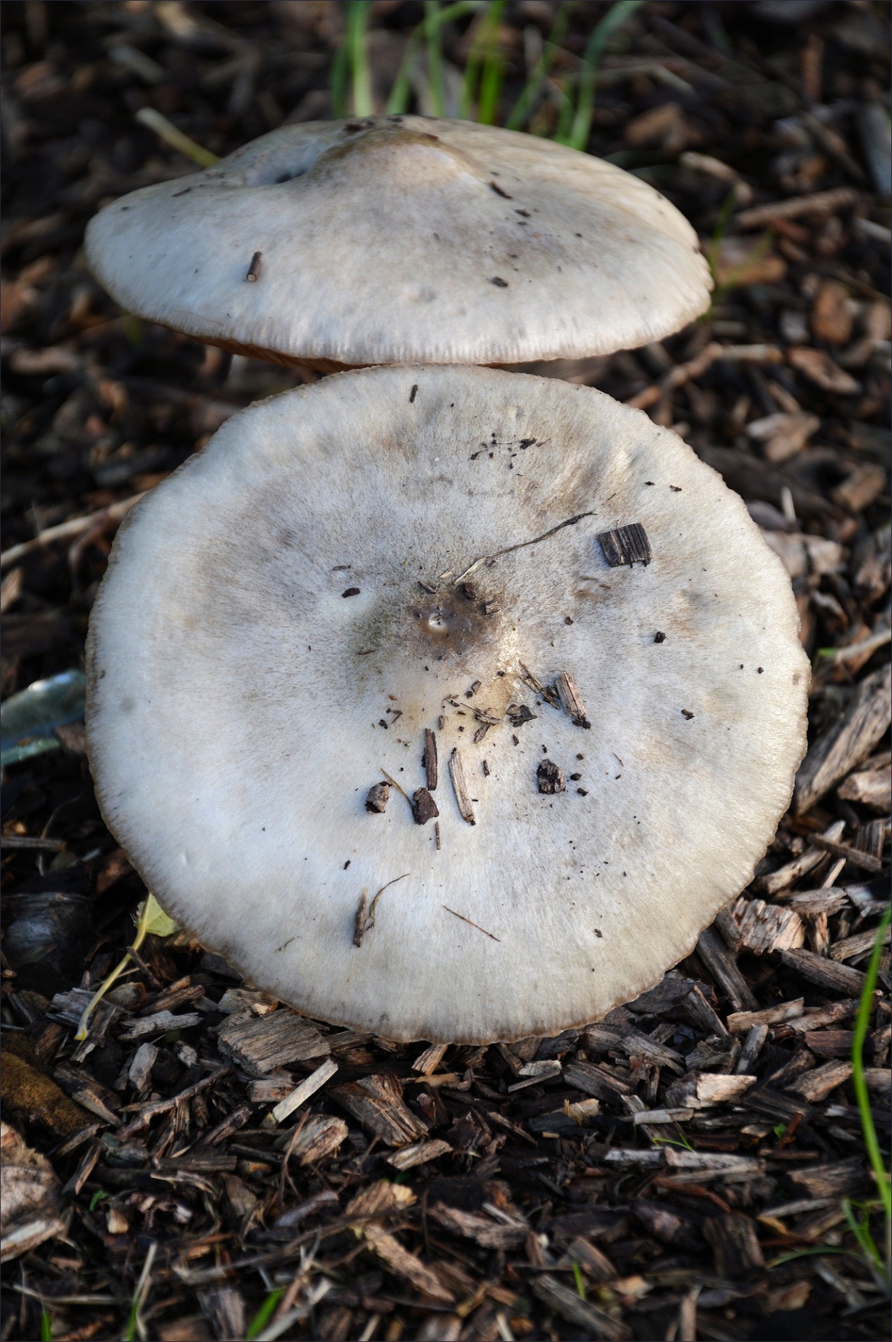 mushrooms couple nature free photo