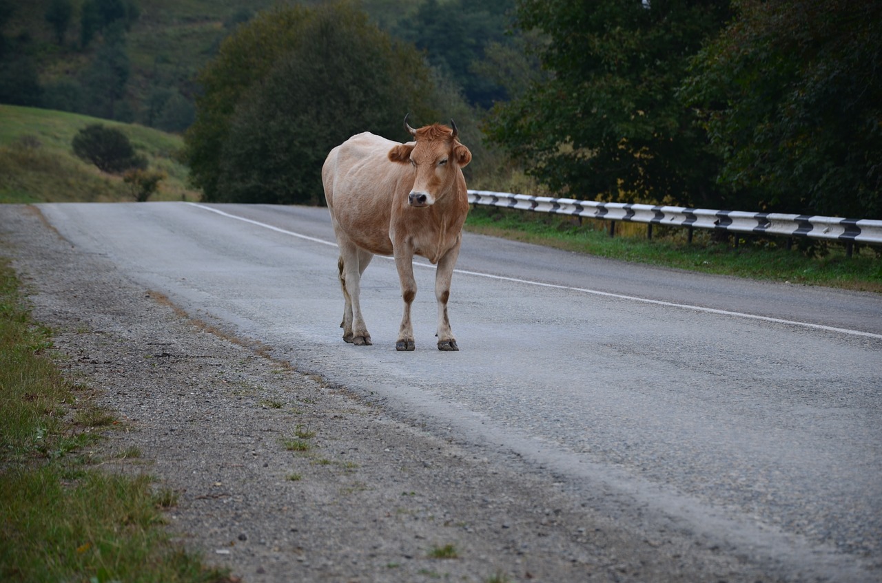 a cow on the road nature cow free photo