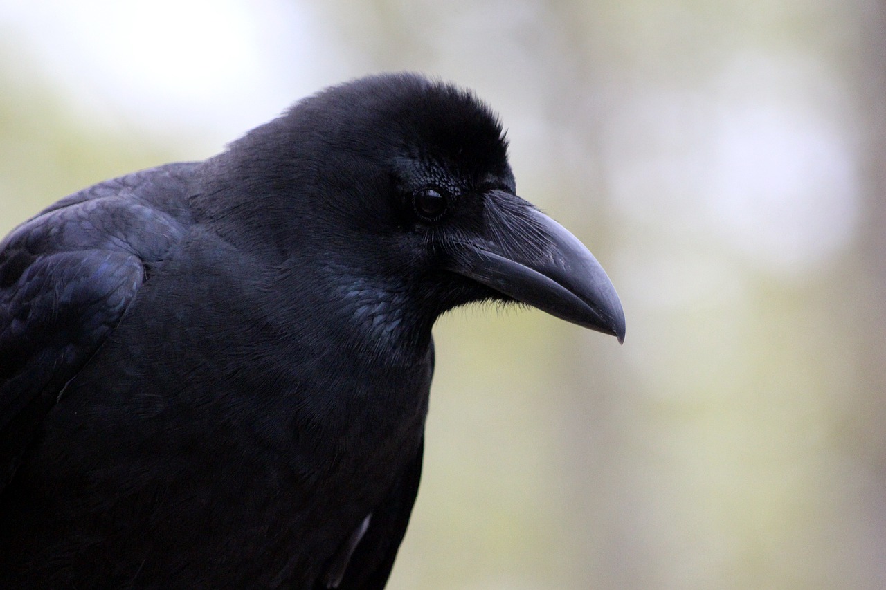 a crow corvus macrorhynchos bird free photo