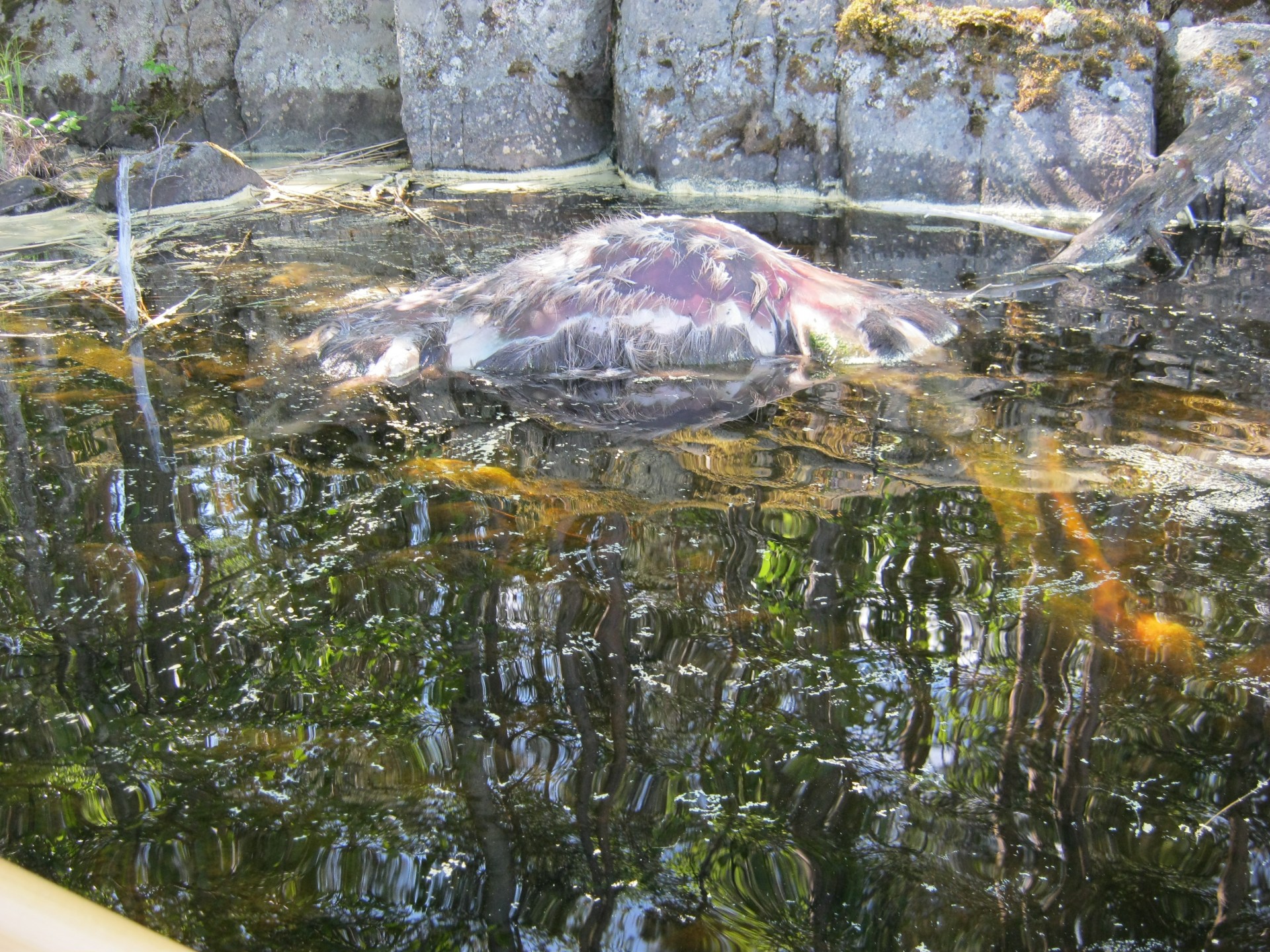 elk corpse water free photo