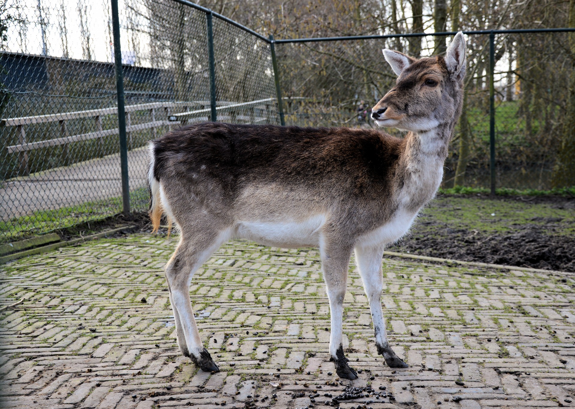 deer animal park free photo