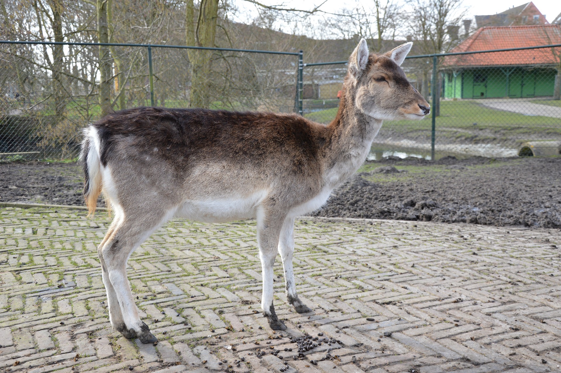 deer animal park free photo