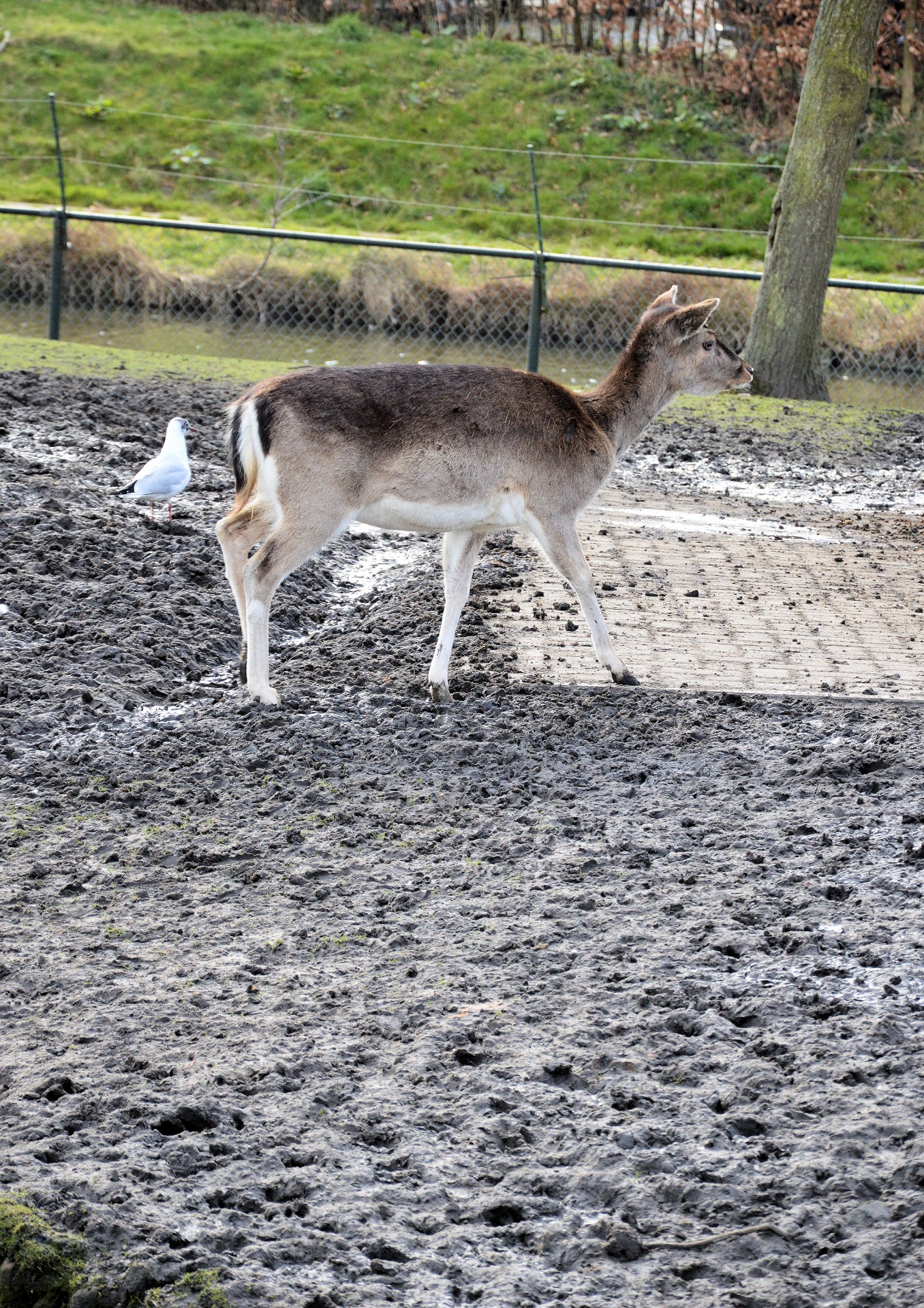 deer animal park free photo