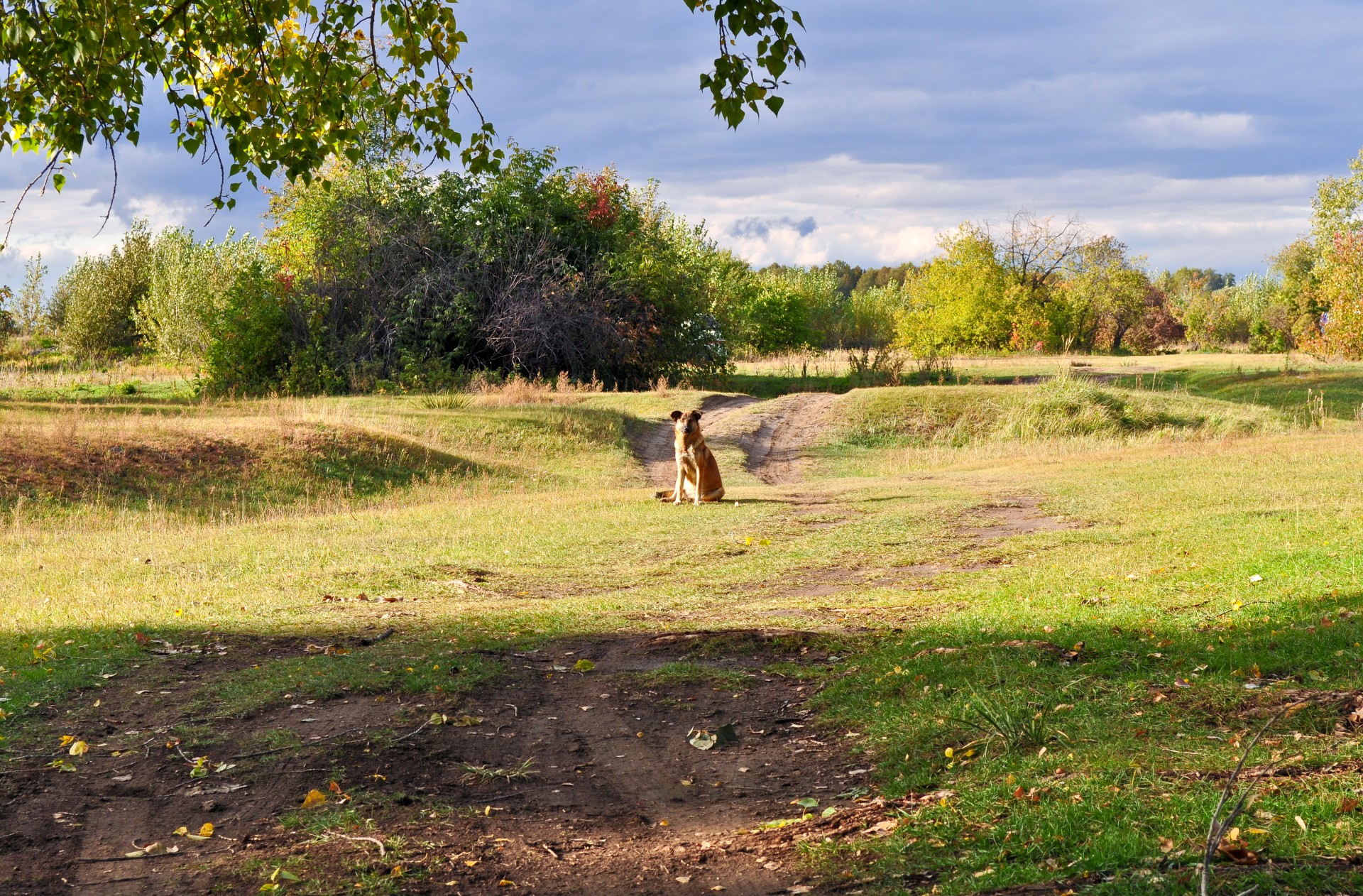 autumn landscape dog free photo