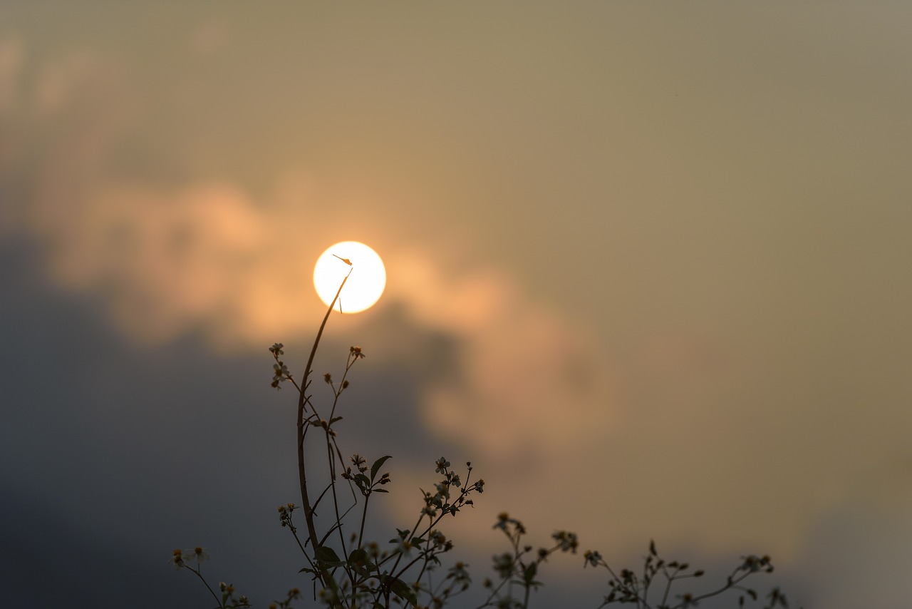 a dragonfly in the sun  vietnam  sunset free photo