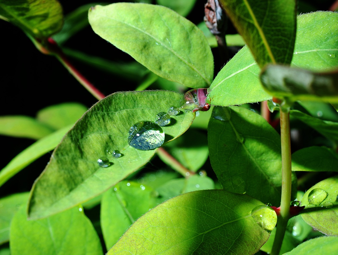 a drop of rain garden free photo