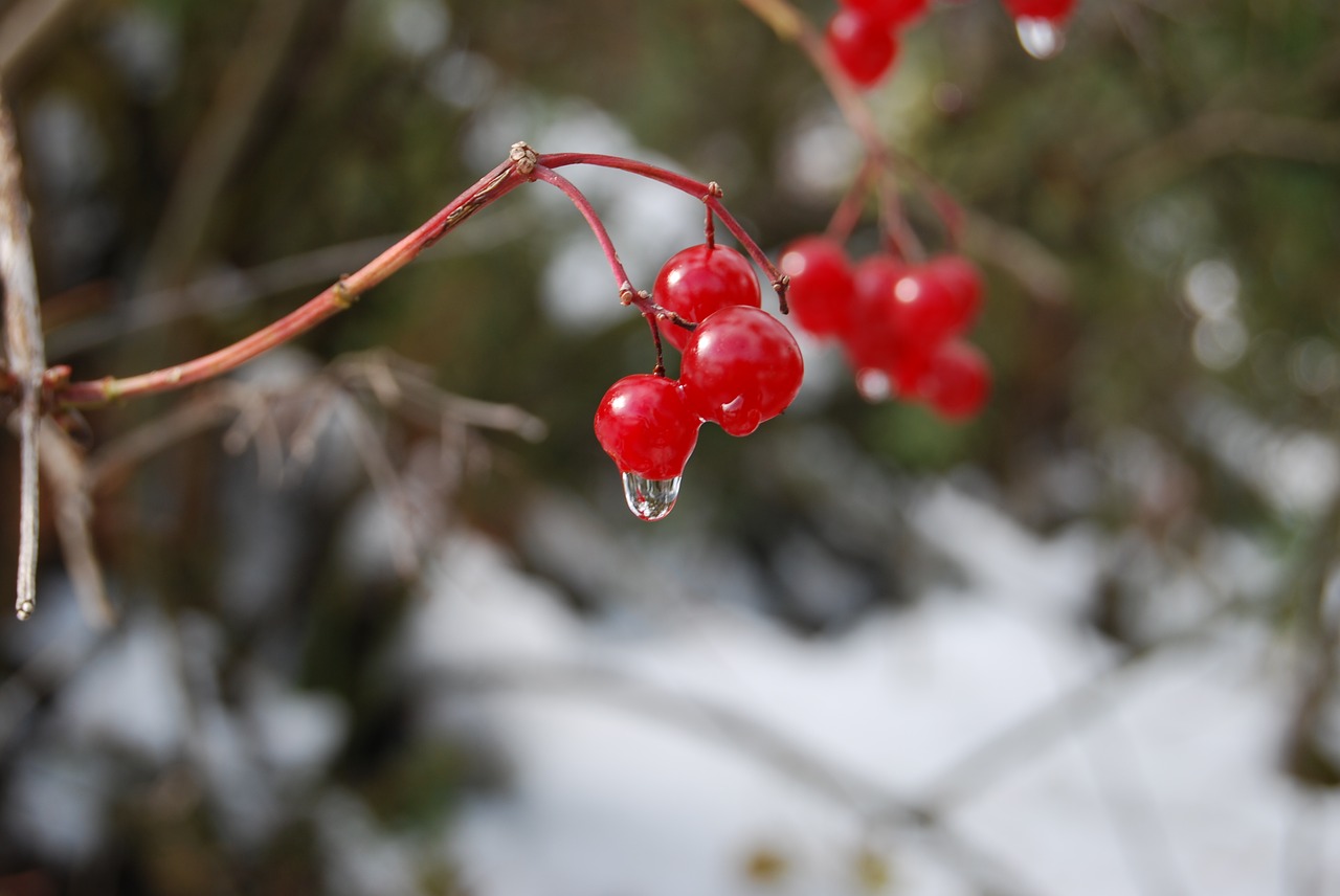 a drop of fruit closeup free photo