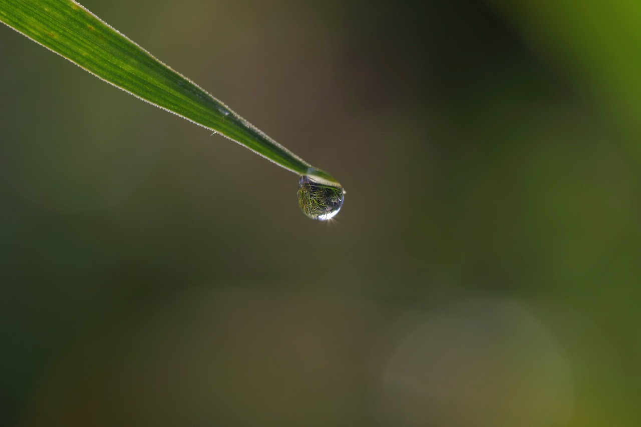 a drop of grass rosa free photo