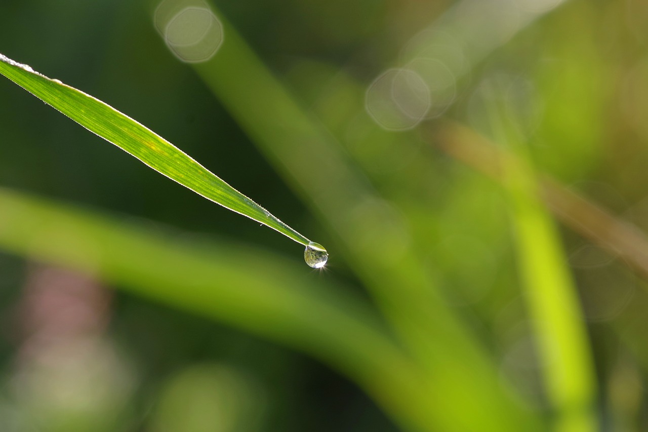 a drop of grass rosa free photo