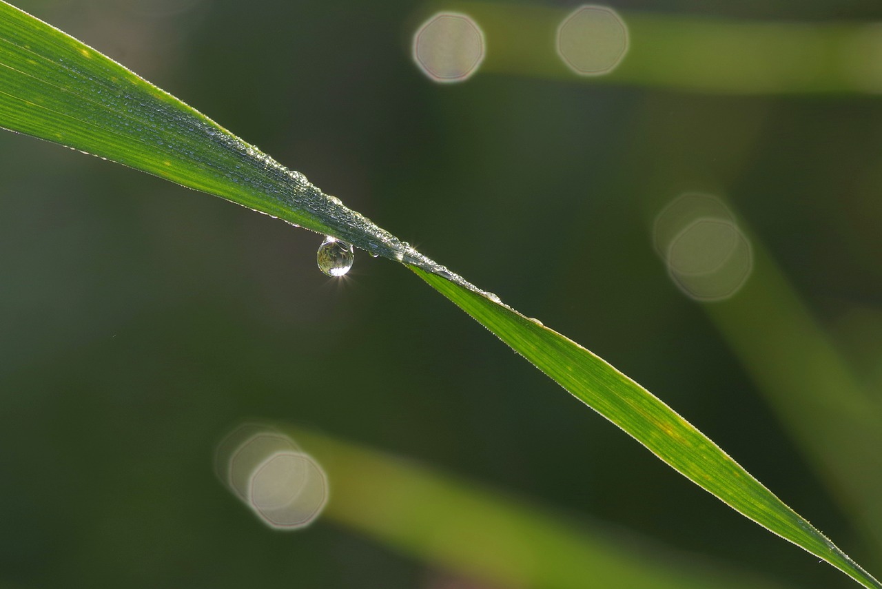 a drop of grass rosa free photo