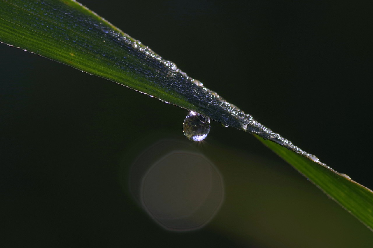 a drop of grass rosa free photo