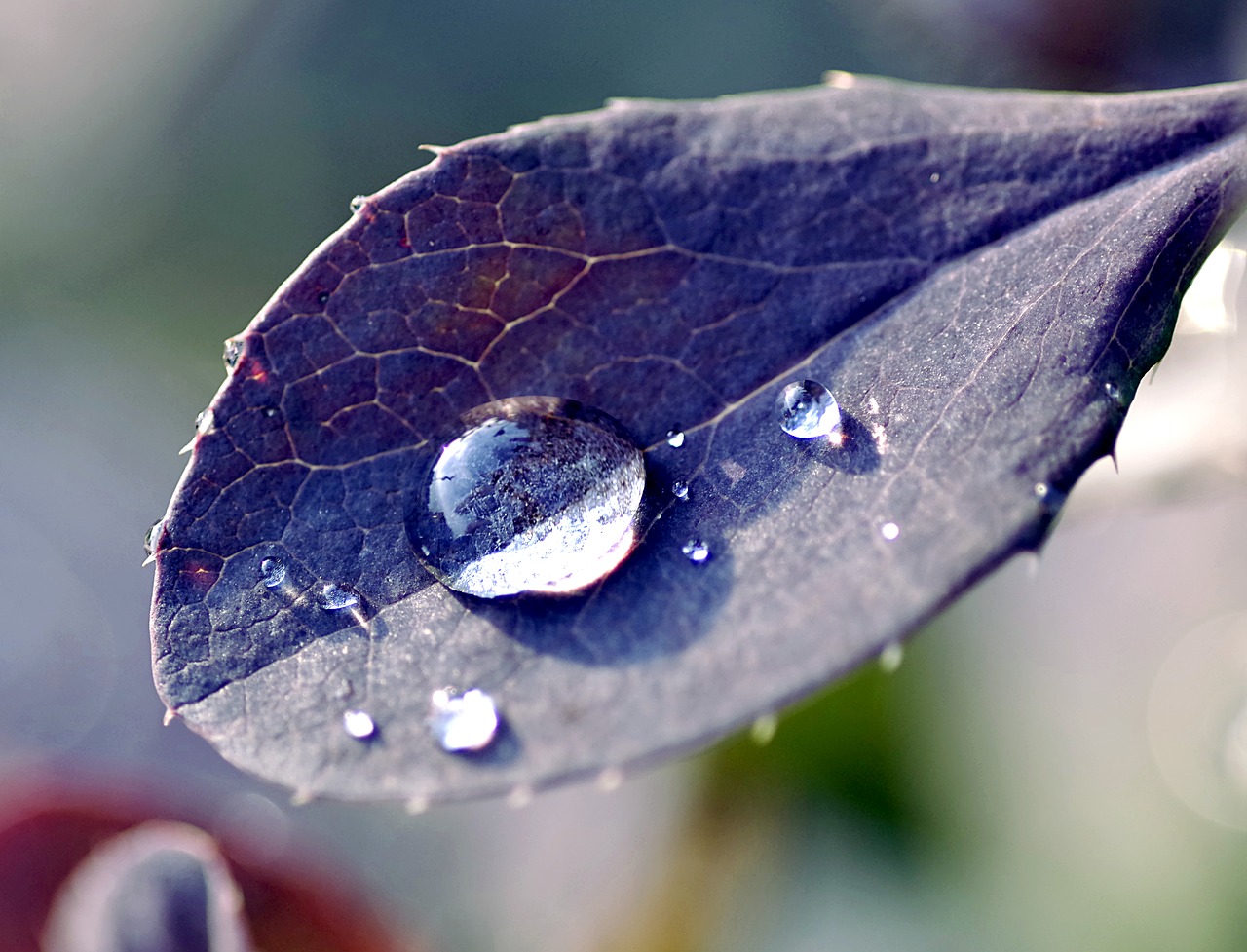 a drop of leaf wet free photo