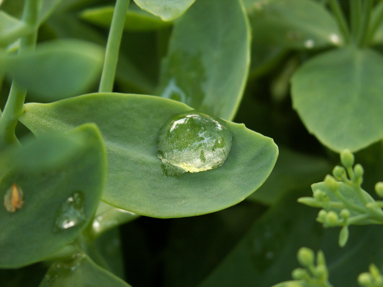 a drop of summer garden free photo