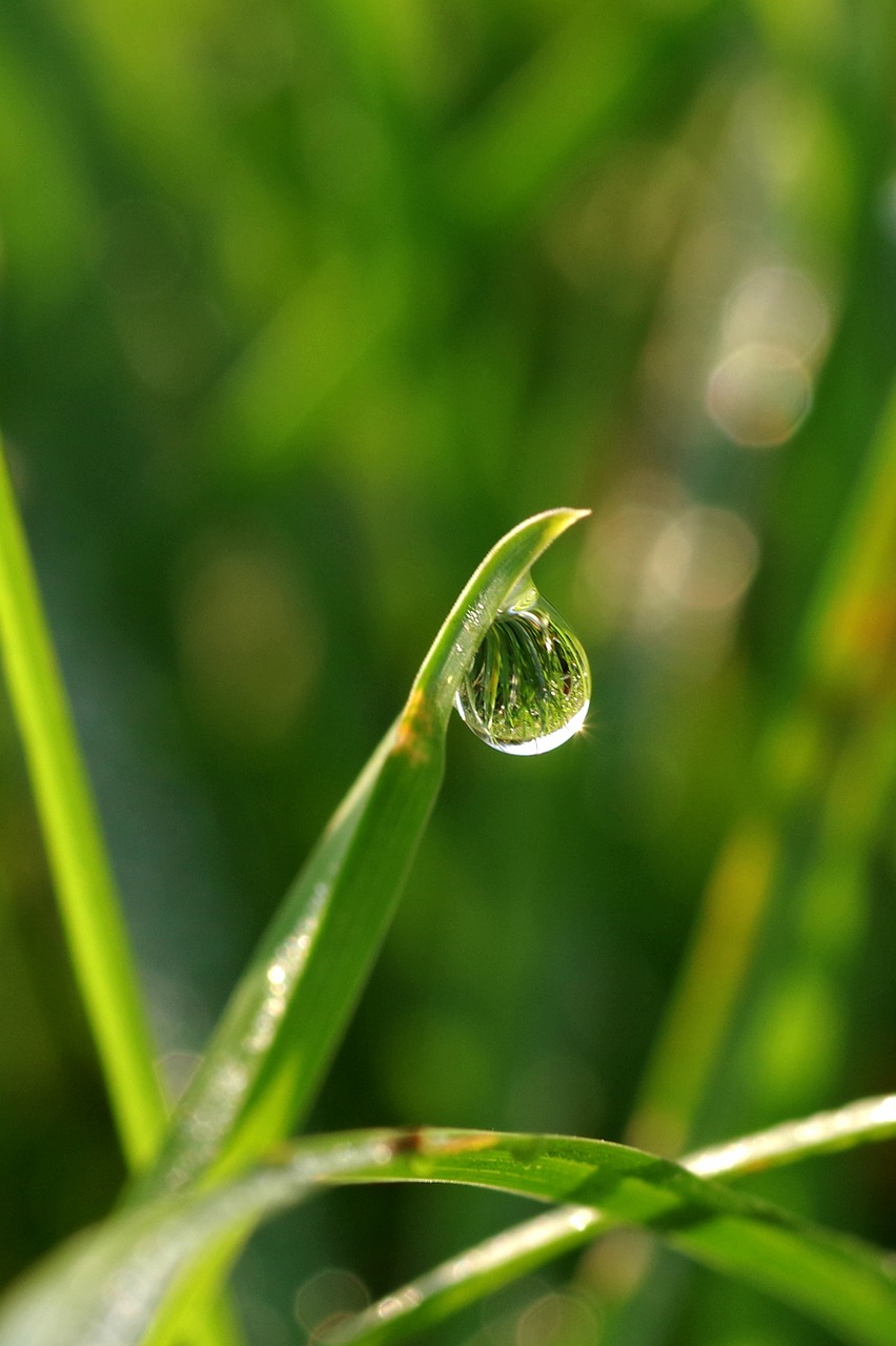 a drop of water grass free photo