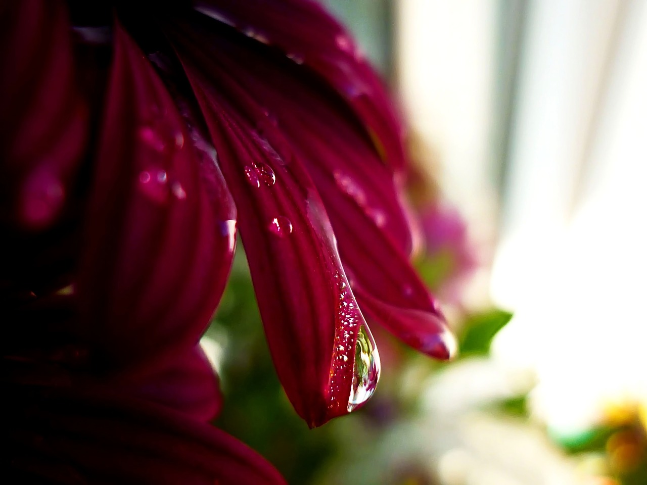 a drop of water drop of rain free photo