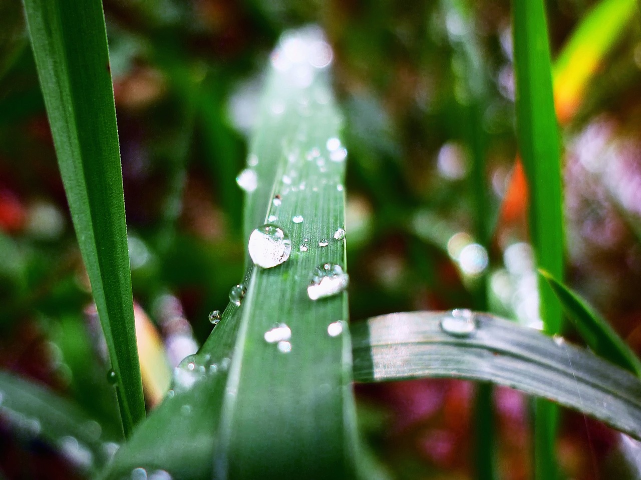 a drop of grass rain free photo