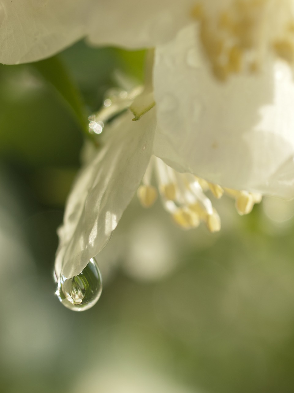 a drop of  jasmine  white free photo