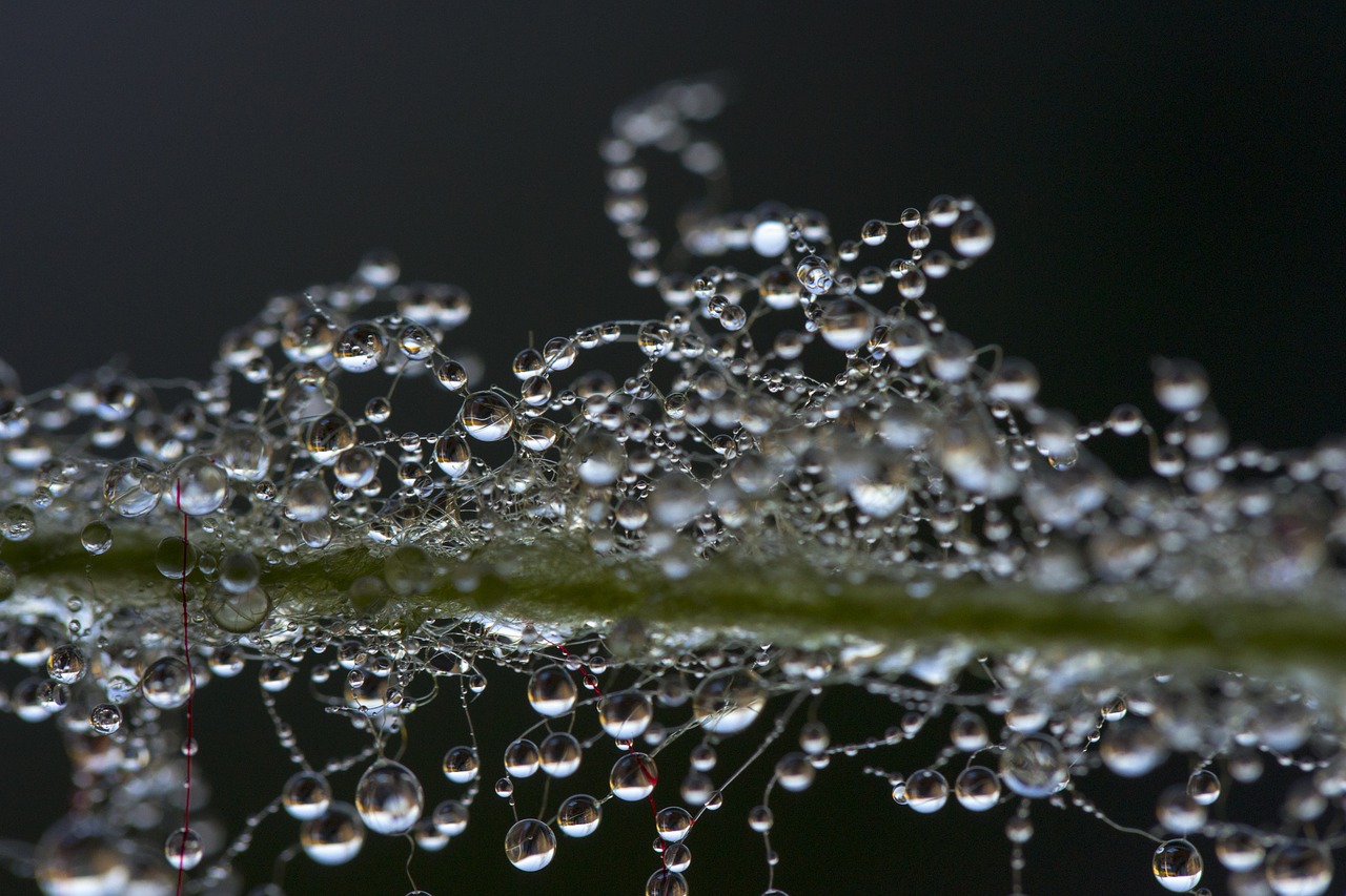 a drop of water the dew pearl free photo