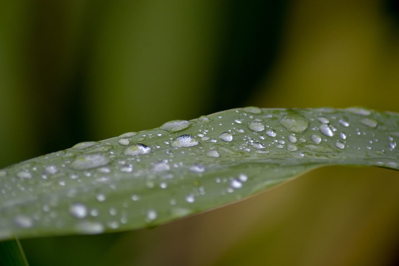 a drop of water on bamboo the morning free photo