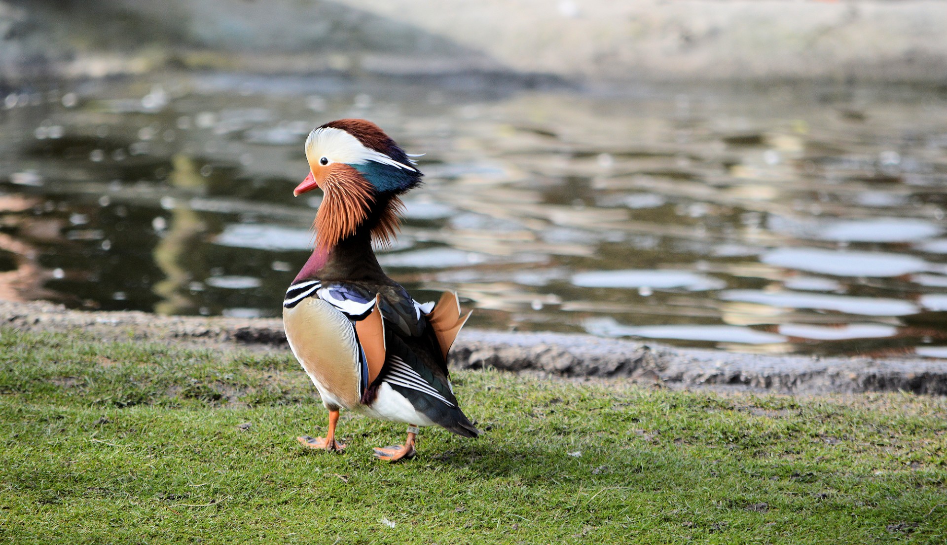 duck animal colorful free photo