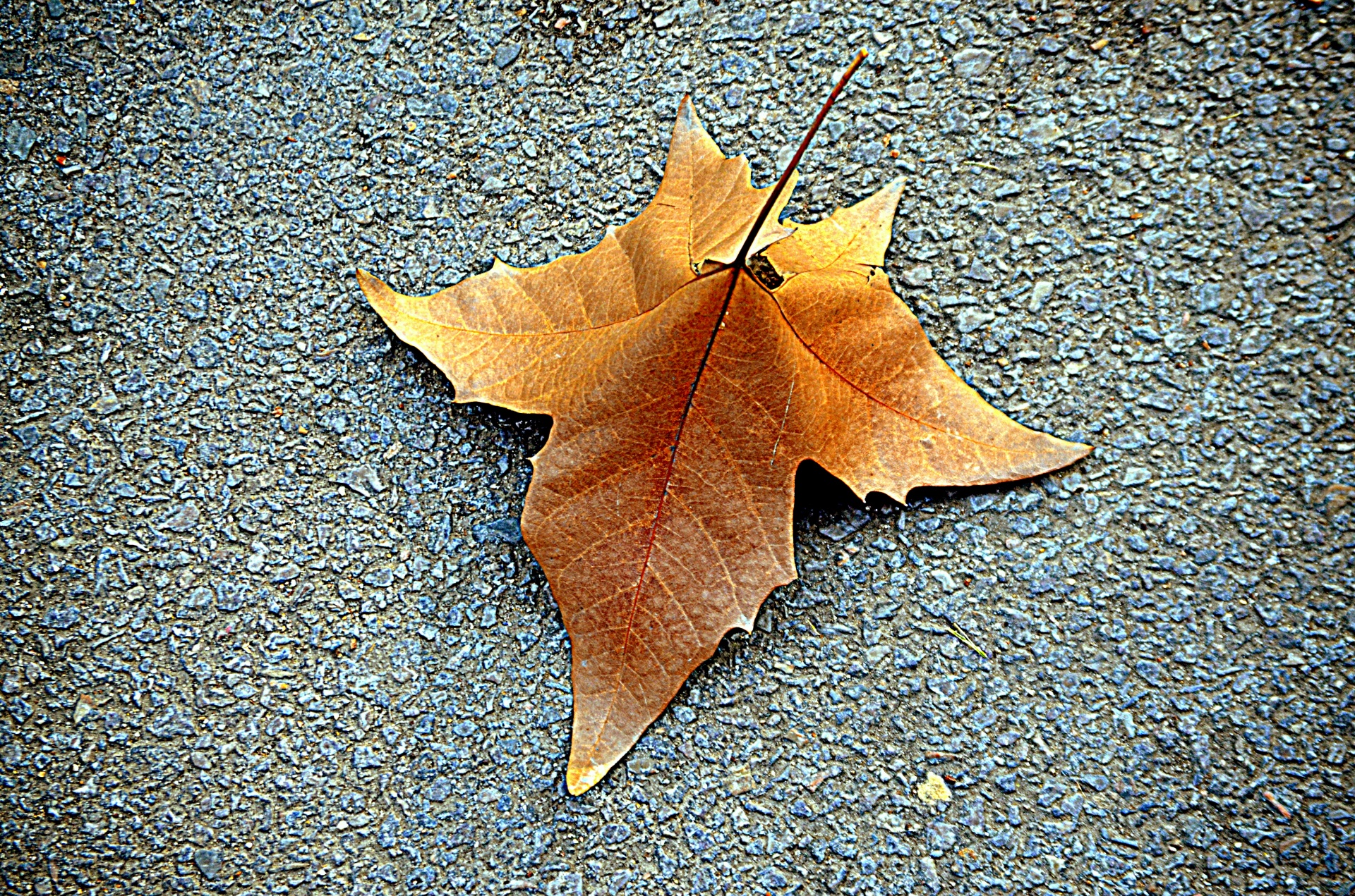 object other leaf free photo