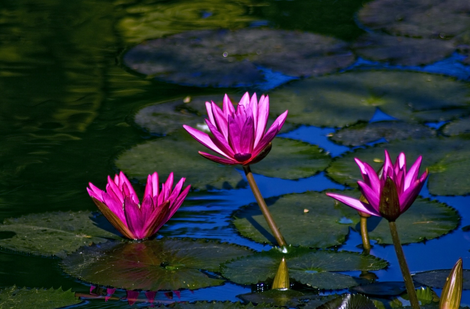 water lily flower amateurpic free photo