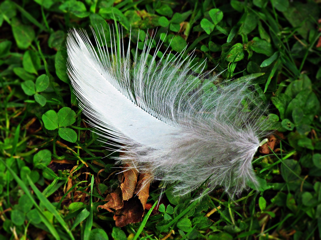 a feather grass fly free photo