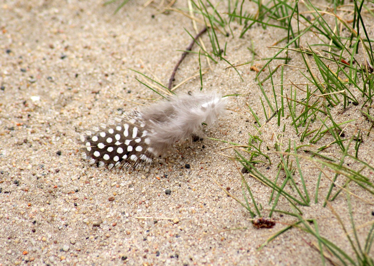 a feather  the feather of a bird  pen free photo